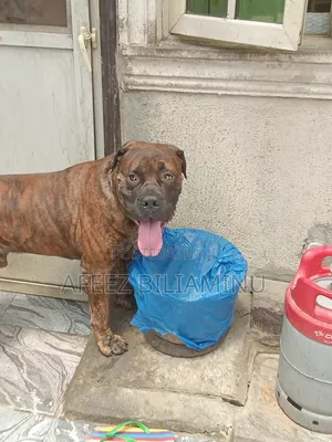 1+ year Male Purebred Boerboel