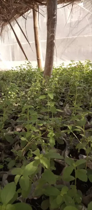 Stevia Seedlings