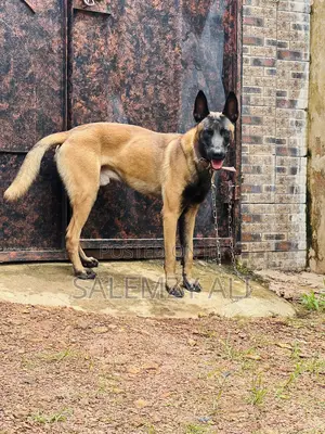 1+ year Male Purebred Belgian Malinois