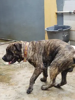 1+ year Male Purebred Boerboel