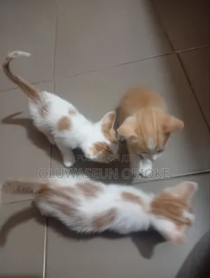 1-3 months Female Purebred American Shorthair