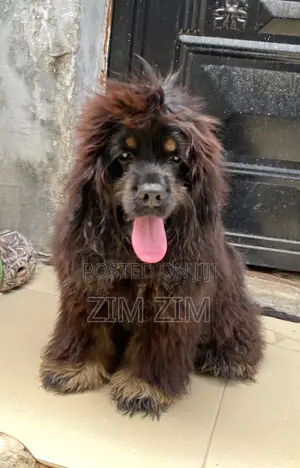 3-6 months Male Purebred Cocker Spaniel