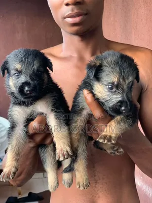1-3 months Female Purebred German Shepherd