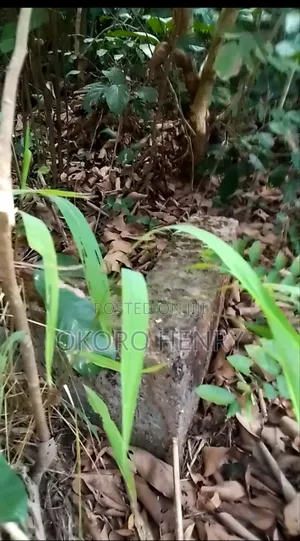 Land Property
