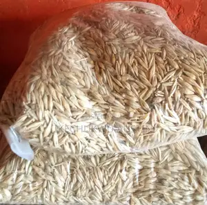 Barley Grains