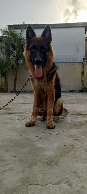 Slant Male German Shepherd Available for Stud Services