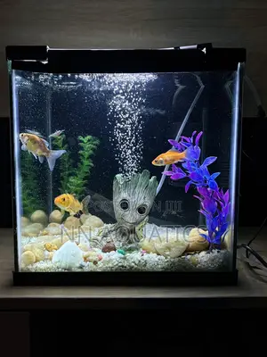 1ft by 1ft Aquarium