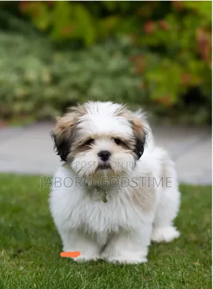 1-3 months Female Purebred Lhasa Apso