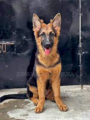 3-6 months Female Purebred German Shepherd