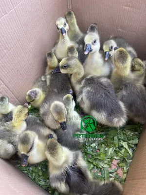 Pilgrim Geese Chicks (Gosling)