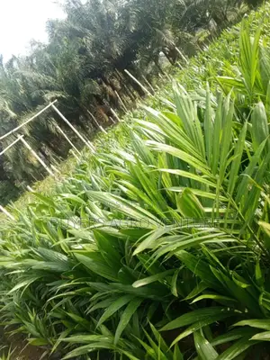 Quality Palm Oil Seedlings From Nursery Buy Now and Plant.
