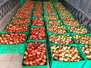 Tomato Farming/Farm Set Up