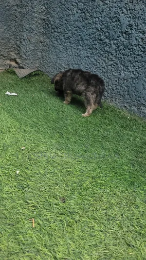 1-3 months Male Purebred Caucasian Shepherd