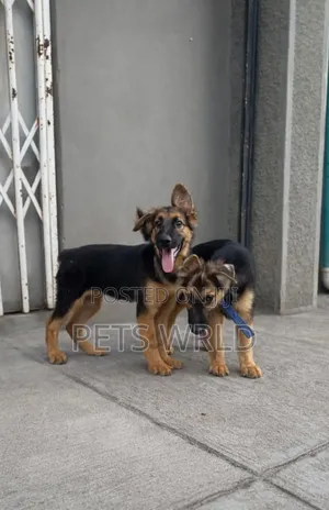 1-3 months Female Purebred German Shepherd