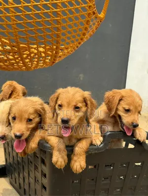 1-3 months Female Purebred Golden Retriever