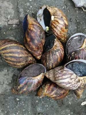 Live Snails For Sale In Lagos(Jumbo, Med Small) Affordables Fresh