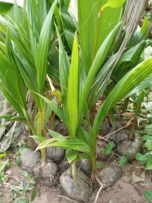 Hybrid Coconut Seedling