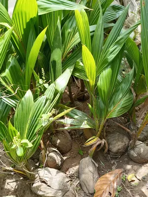 Hybrid Coconut Seedling