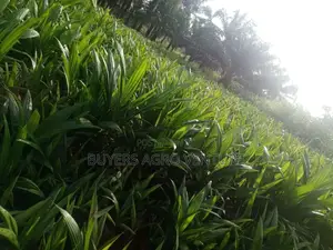 Strong Root Oil Palm Seedlings. Rich Oil for Cooking 