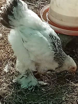 5months Old Pure Light Brahma