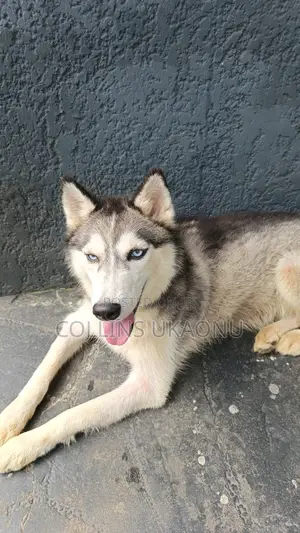 1+ year Female Purebred Siberian Husky