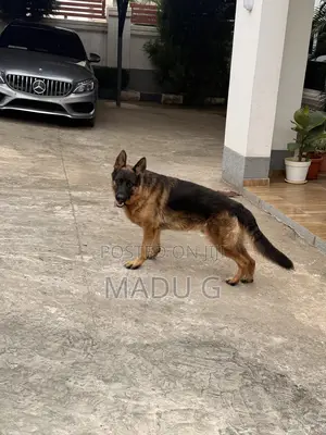 1+ year Male Purebred German Shepherd
