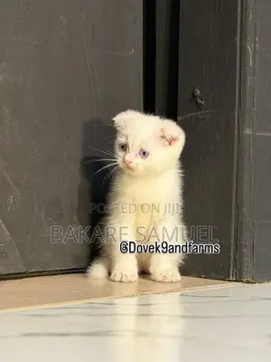 1-3 months Female Purebred Scottish Fold
