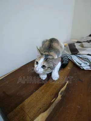 1-3 months Female Mixed Breed Cat