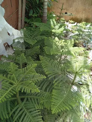 Aurucaria Plants