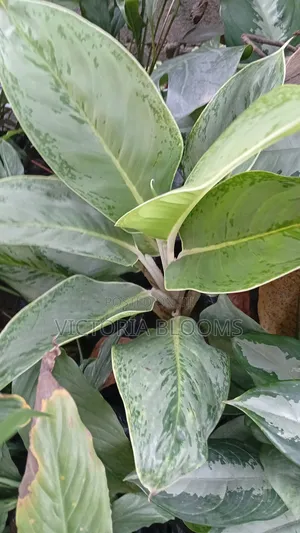 Indoor Plants