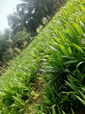 Patronize Us With Our Good and Hybrid Tenera Seedlings