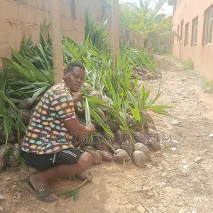 Best Dwarf And Semi Dwarf Coconut Seedling (Or Seeds)
