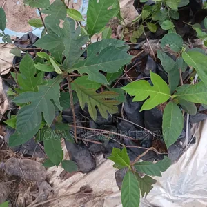 Best Breadfruit/ Bread Nut Yam Type, Jackfruit Ukwa Seedling