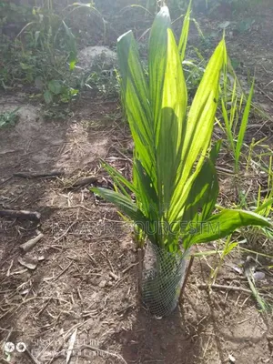 Best Oilpalm First Generation Tenera High Yield Malaysian Super Gene
