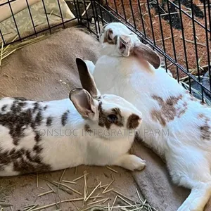 Rabbit of All Sizes and Colour