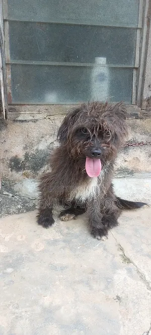 6-12 months Male Mixed Breed Lhasa Apso