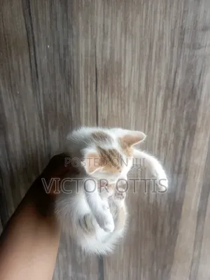 1-3 months Female Purebred American Shorthair