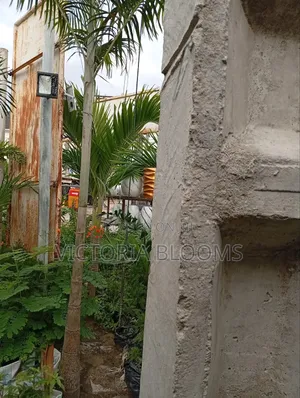 Tall Palm Tree for Estate
