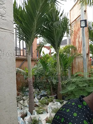 Tall Queens Palm Trees