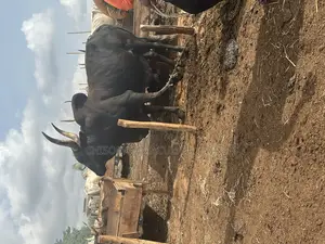 Exotic Healthy Cow for Sale – Big Size Well Fed
