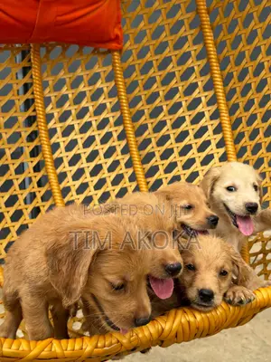 1-3 months Female Purebred Golden Retriever