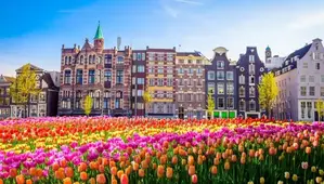 Study in the Netherlands Admission Visa Processing Support