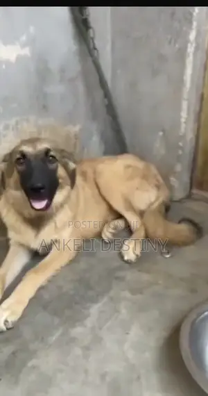 3-6 months Female Purebred Caucasian Shepherd