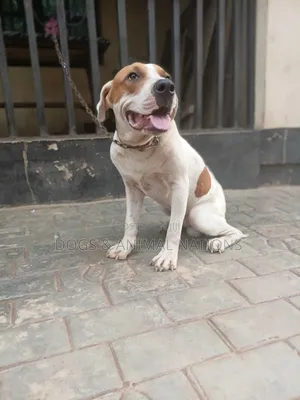 6-12 months Male Purebred American Bully