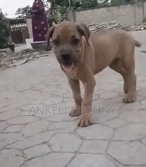 1-3 months Male Purebred Boerboel