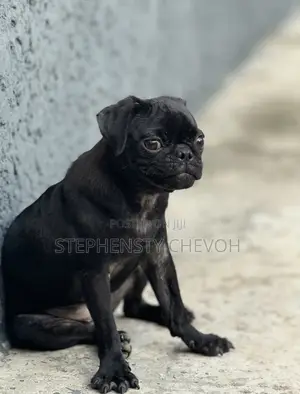 1+ year Female Purebred Pug