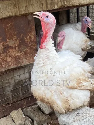 Foreign Turkey