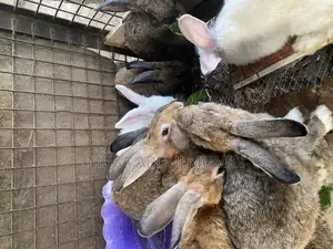 Foreign Grower Rabbits