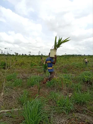 Hybrid Coconut Seedlings