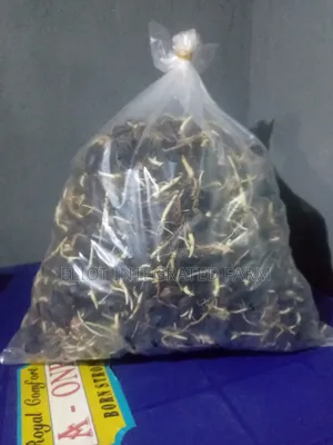 HybridTenera Sprouted Seeds/Super Gene Malasia Seedlings